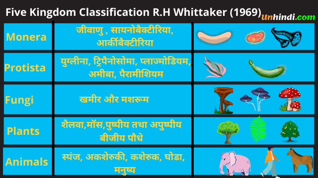 Five Kingdom Classification Proposed by R.H Whittaker (1969)
