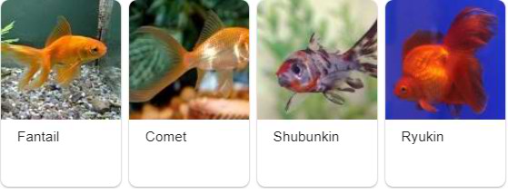 गोल्डफिश कितने प्रकार के होते है (Types of Goldfish)