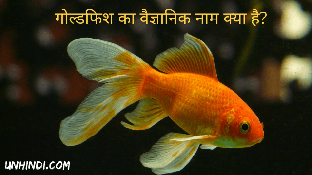 scientific name of goldfish